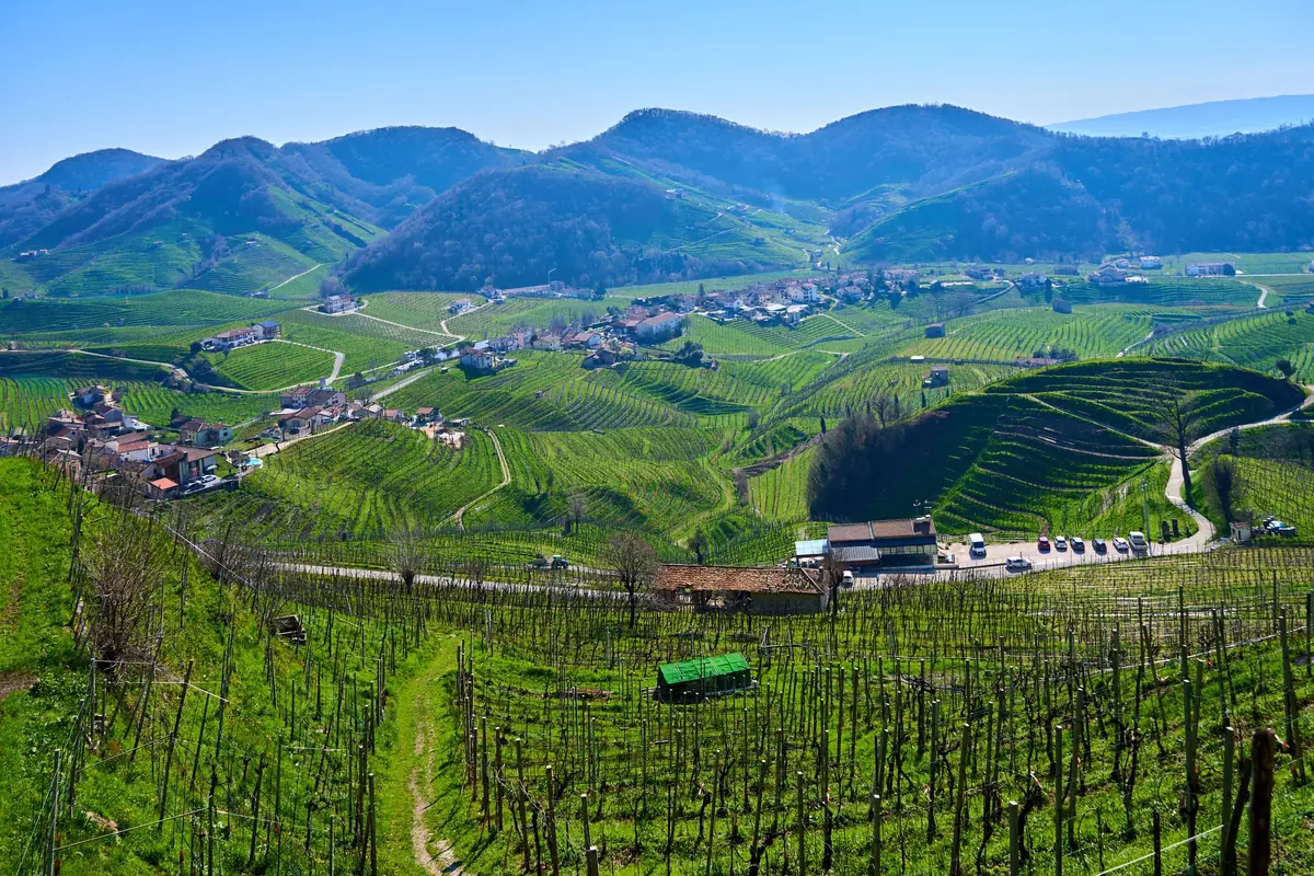 Getting married at a vineyard during harvest