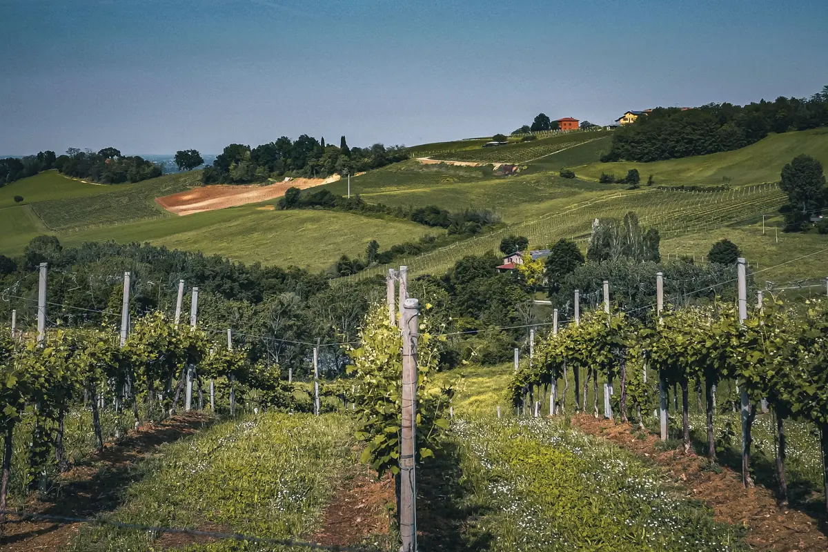 Finca vinícola